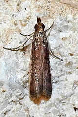 Phycitinae