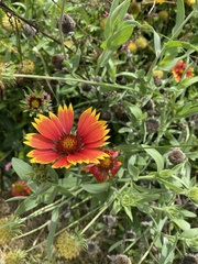 Gaillardia
