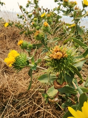 Grindelia hirsutula