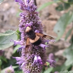 Volucella pellucens