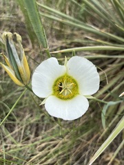 Calochortus gunnisonii