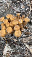 Armillaria