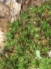 Atrichum angustatum