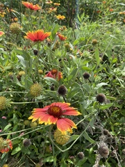 Gaillardia