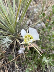 Calochortus gunnisonii