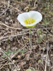 Calochortus gunnisonii
