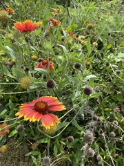 Gaillardia