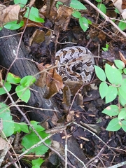 Crotalus horridus