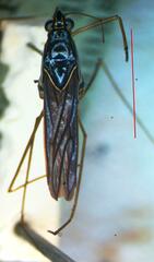 Limnogonus cereiventris