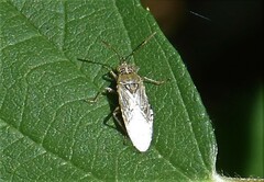 Rhopalidae