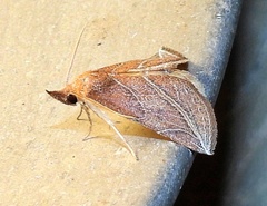 Phyprosopus callitrichoides