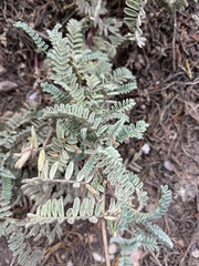 Astragalus nuttallii