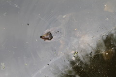 Apalone ferox