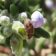 Sciocoris sideritidis