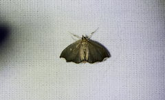 Perispasta caeculalis