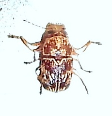 Pachybrachis turbidus