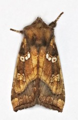 Papaipema harrisii