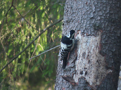 Dendrocopos leucotos