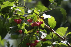 Euonymus