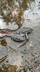 Lithobates blairi