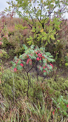 Rhus typhina