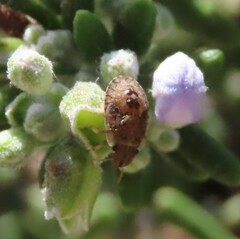 Sciocoris sideritidis