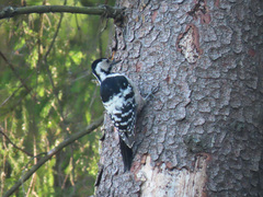 Dendrocopos leucotos