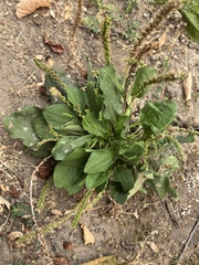 Plantago