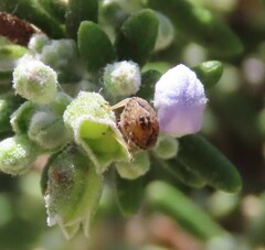 Sciocoris sideritidis