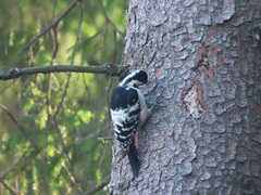 Dendrocopos leucotos