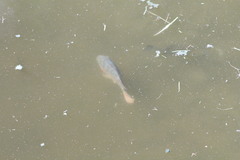 Mayaheros urophthalmus