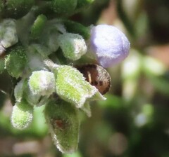 Sciocoris sideritidis