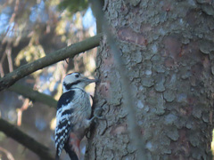 Dendrocopos leucotos