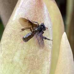Trigona nigerrima