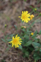 Hieracium sabaudum