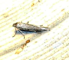 Scythrididae