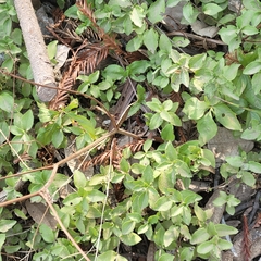 Whipplea modesta