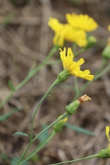 Hieracium sabaudum