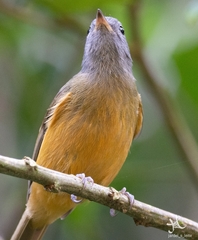 Mionectes rufiventris