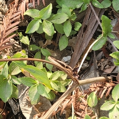 Whipplea modesta