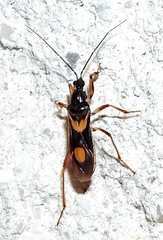Rasahus hamatus