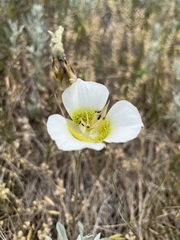 Calochortus gunnisonii