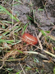 Apatelodidae