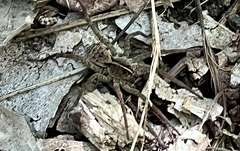 Tigrosa helluo