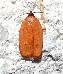 Sparganothis demissana