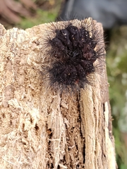 Hypercompe scribonia