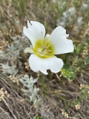 Calochortus gunnisonii