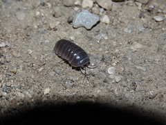 Armadillo officinalis