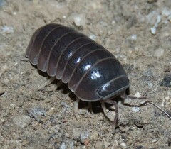 Armadillo officinalis