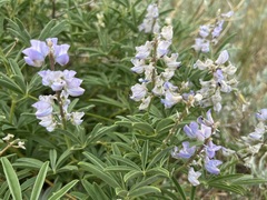 Lupinus